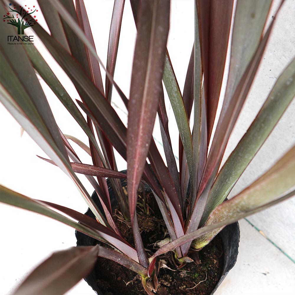 ニューサイラン(入才蘭)の苗【庭木 銅葉の大苗 7号ポット／1個売り】