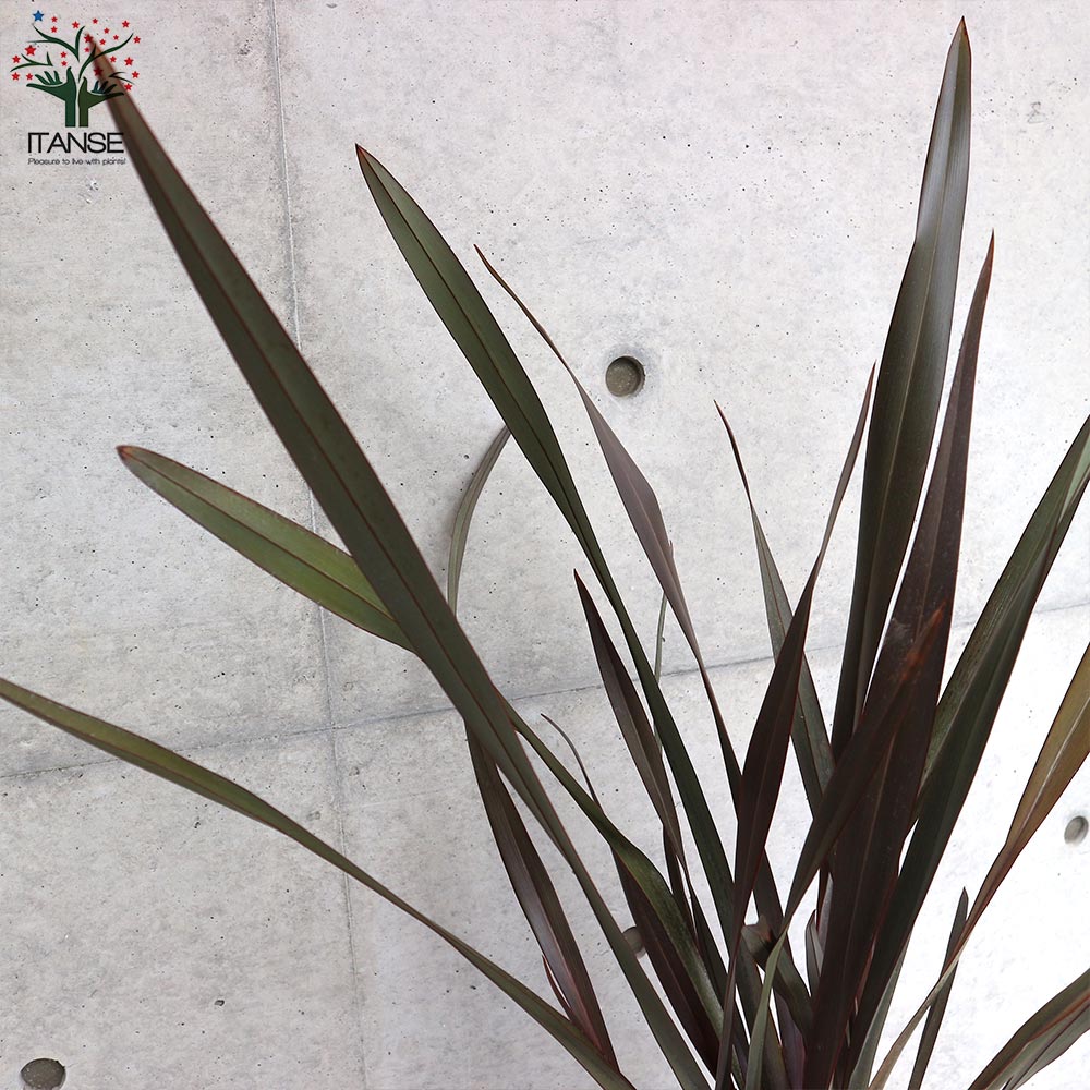 ニューサイラン(入才蘭)の苗【庭木 銅葉の大苗 7号ポット／1個売り】