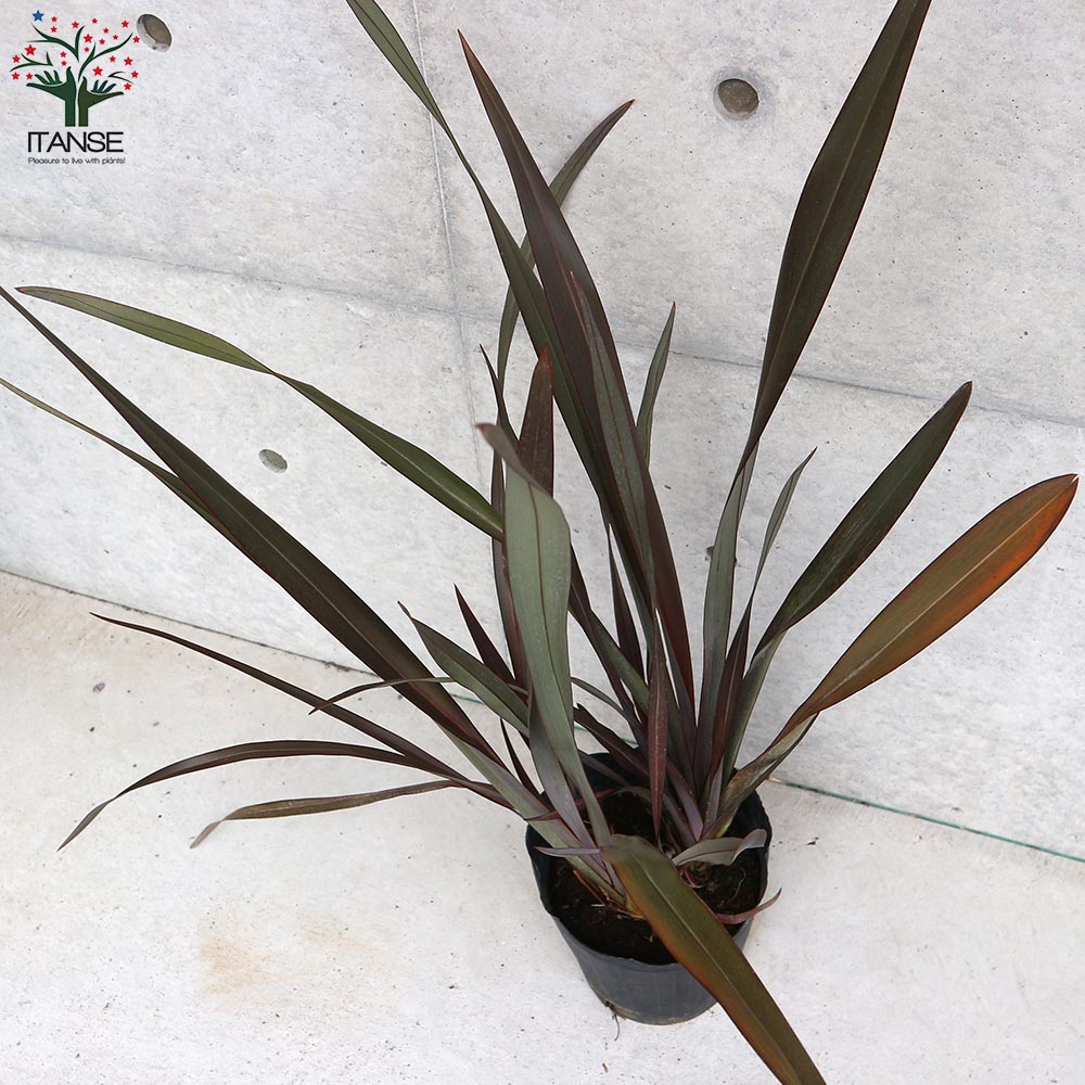 ニューサイラン(入才蘭)の苗【庭木 銅葉の大苗 7号ポット／1個売り】