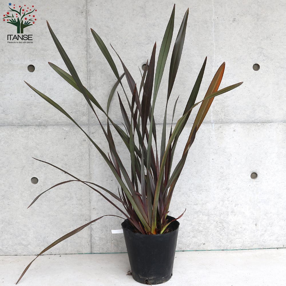 ニューサイラン(入才蘭)の苗【庭木 銅葉の大苗 7号ポット／1個売り】