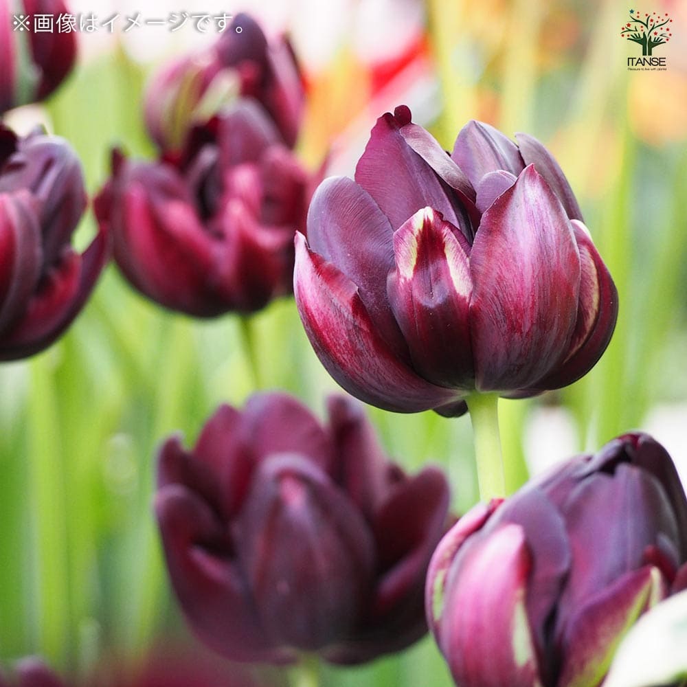 【球根】ブラックヒーロー　5球　チューリップ　ダーク　ブラック　八重咲き　八重 八重咲チューリップ ブラックヒーロー【花球根／お買い得5球セット