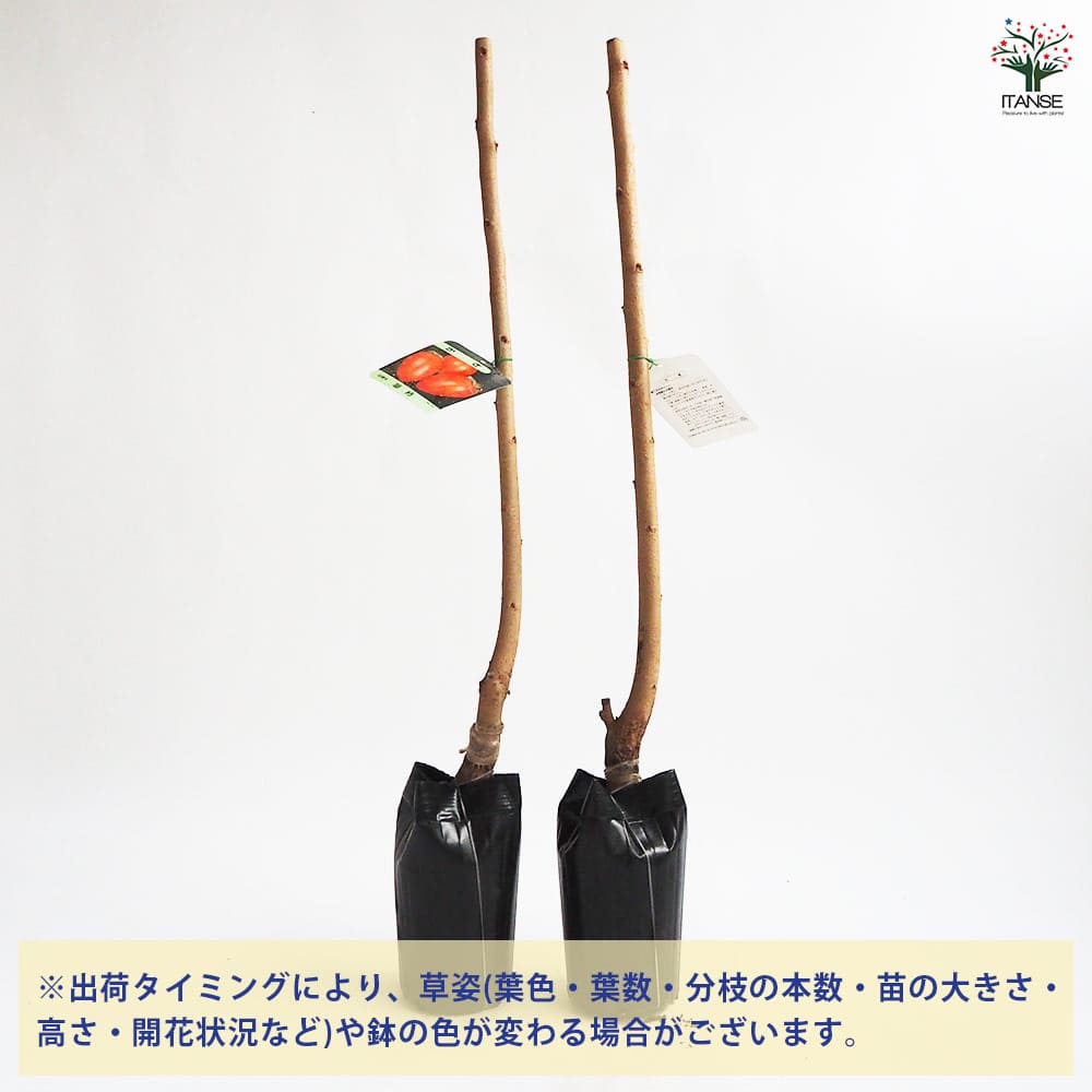 柿の苗木 筆柿 【果樹の苗木 4号／1個売り】｜ 【植物のITANSE