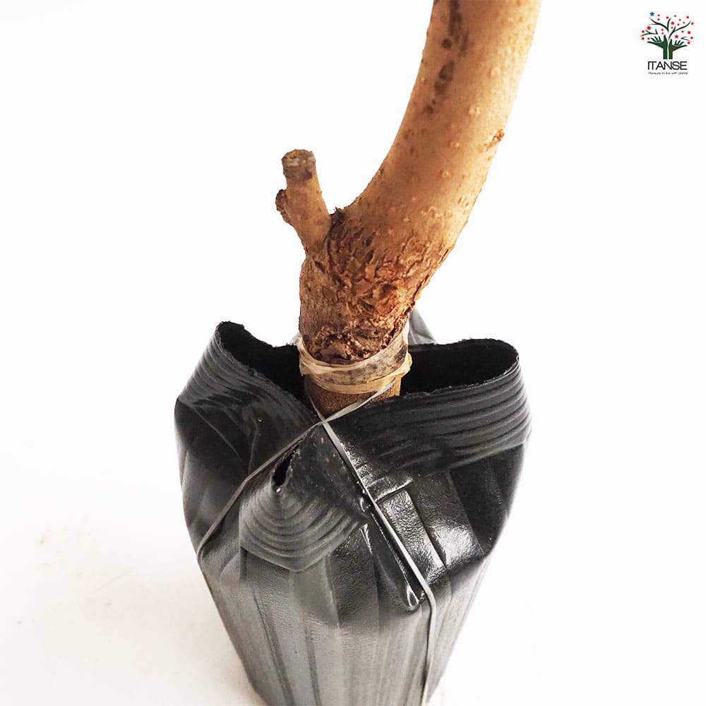 柿の苗木 筆柿 【果樹の苗木 4号／1個売り】｜ 【植物のITANSE