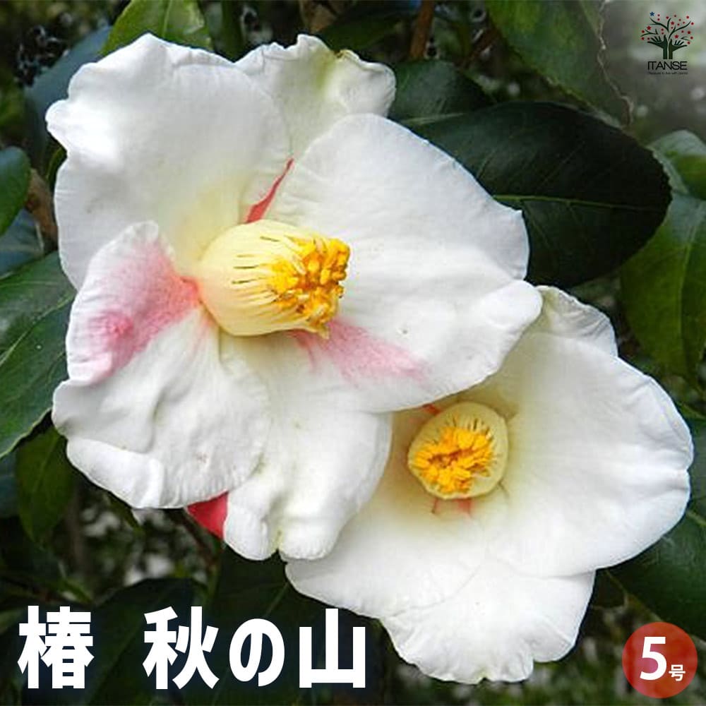 椿(ツバキ)の苗木 秋の山 Lサイズ 【花木苗 5号／1個売り