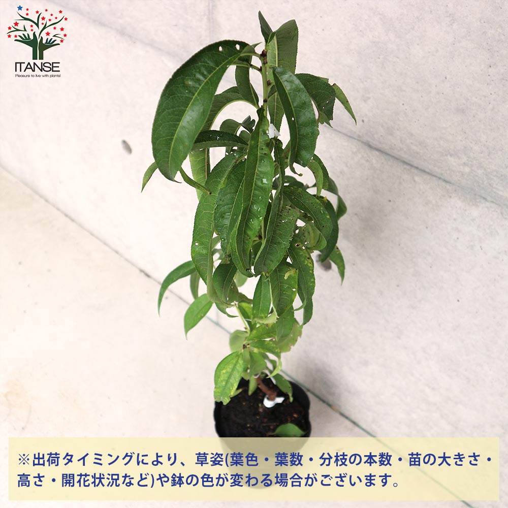 桃の苗木 大久保【果樹苗／15cmポット接木苗／1個売り】｜ 【植物の