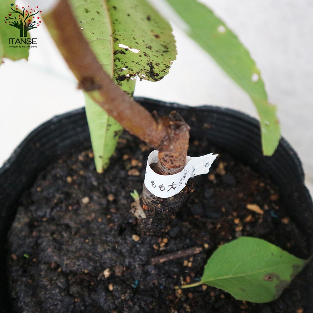 桃の苗木 大久保【果樹の苗木 15cmポット 1～2年生 接木苗／1個売り