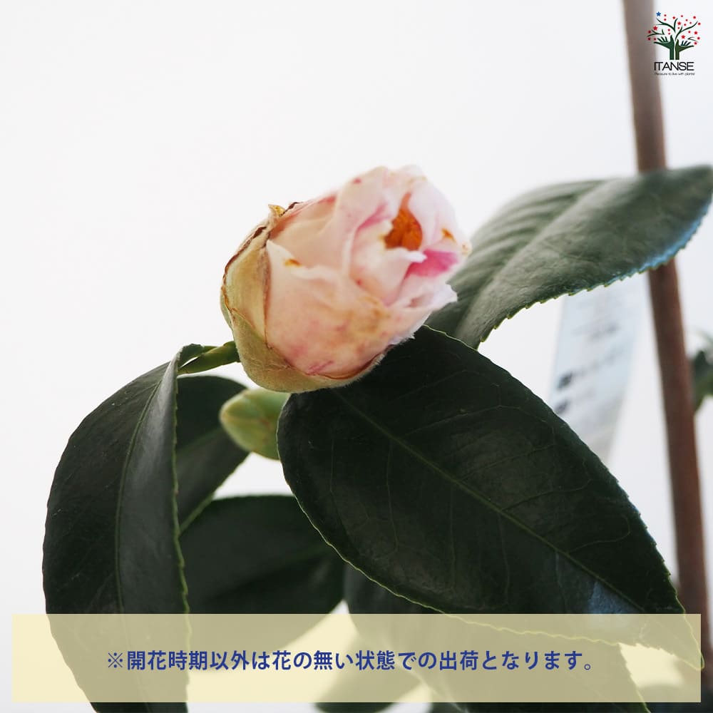 ハラン　葉蘭　椿　ツバキ　苗　寄せ植え 椿寄せ植え販売 : 花重 京都 hanajyu