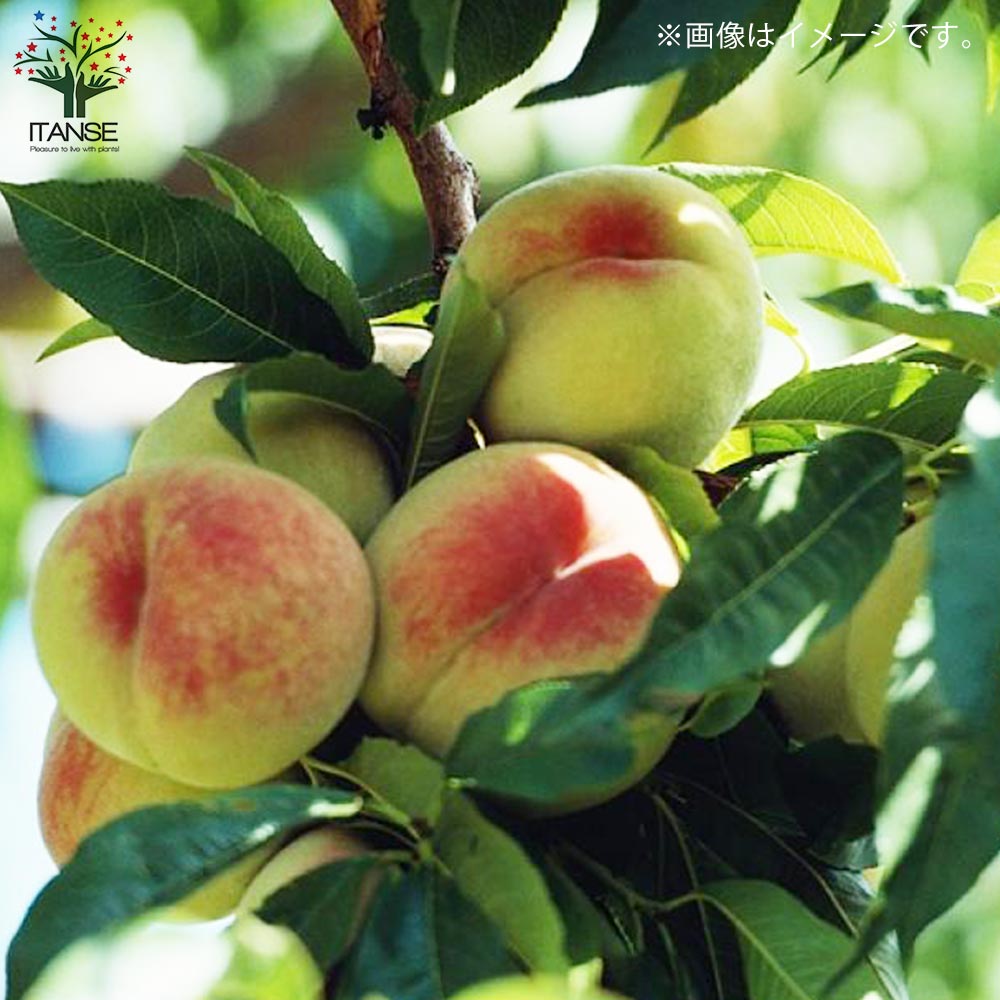 桃の苗木 大久保【果樹の苗木 15cmポット 1～2年生 接木苗／1個売り