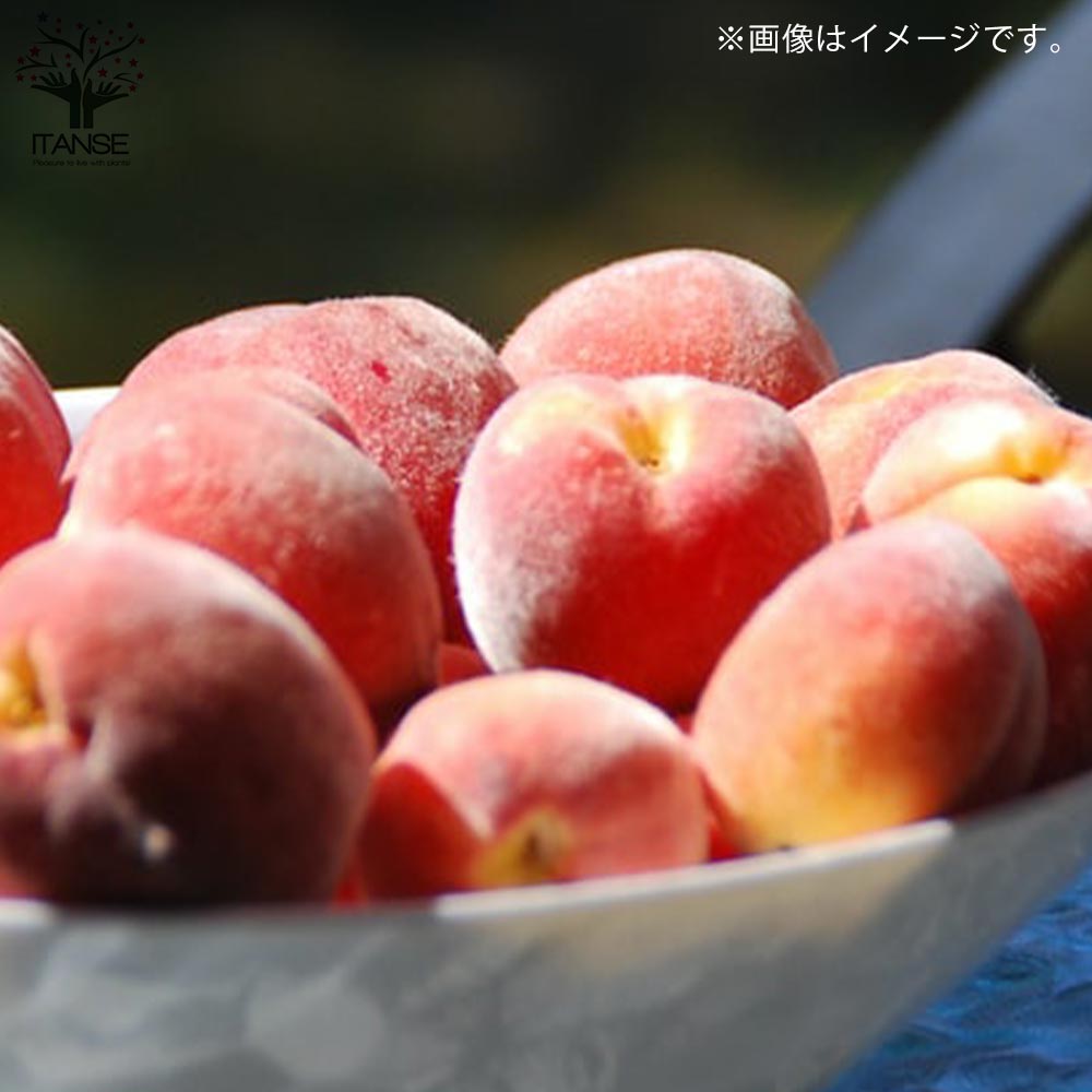 桃の苗木 大久保【果樹苗／15cmポット接木苗／1個売り】｜ 【植物の