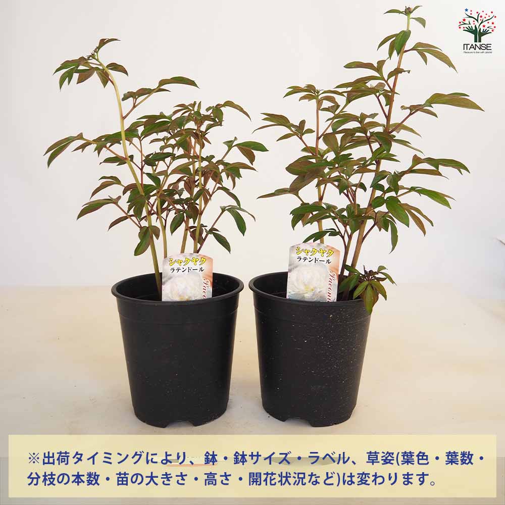 シャクヤク ラテンドール 【花木苗 6号／1個売り】｜ 【植物の