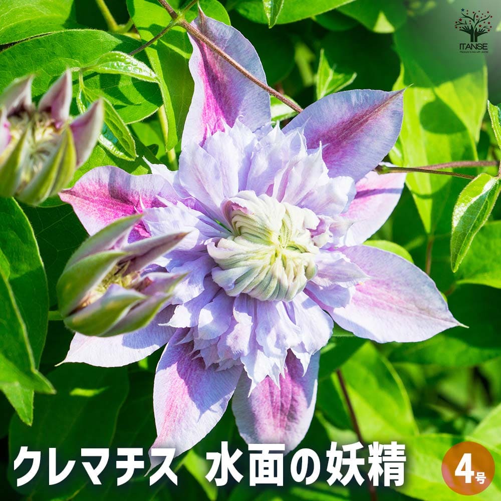 クレマチス 水面の妖精 【花苗 4号／1個売り】｜ 【植物のITANSE
