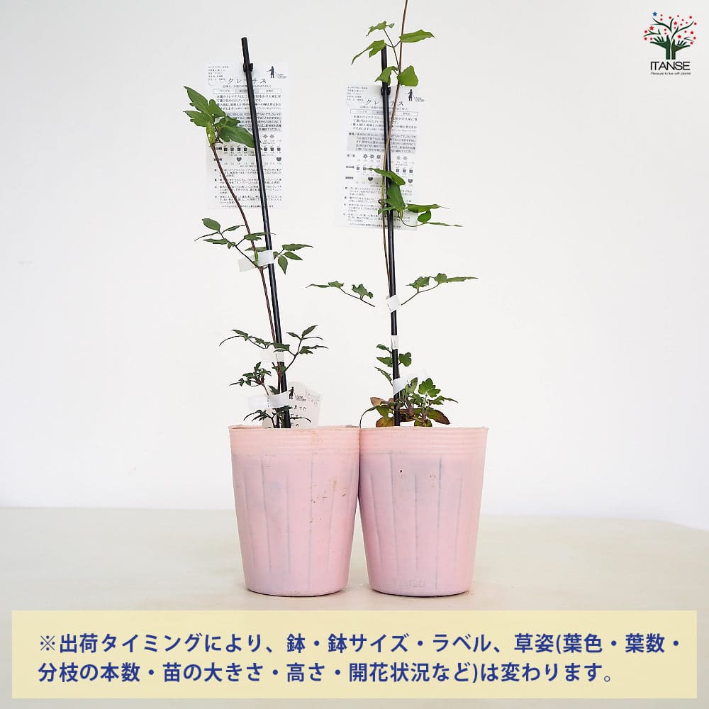 クレマチス 水面の妖精 【花苗 4号／1個売り】｜ 【植物のITANSE