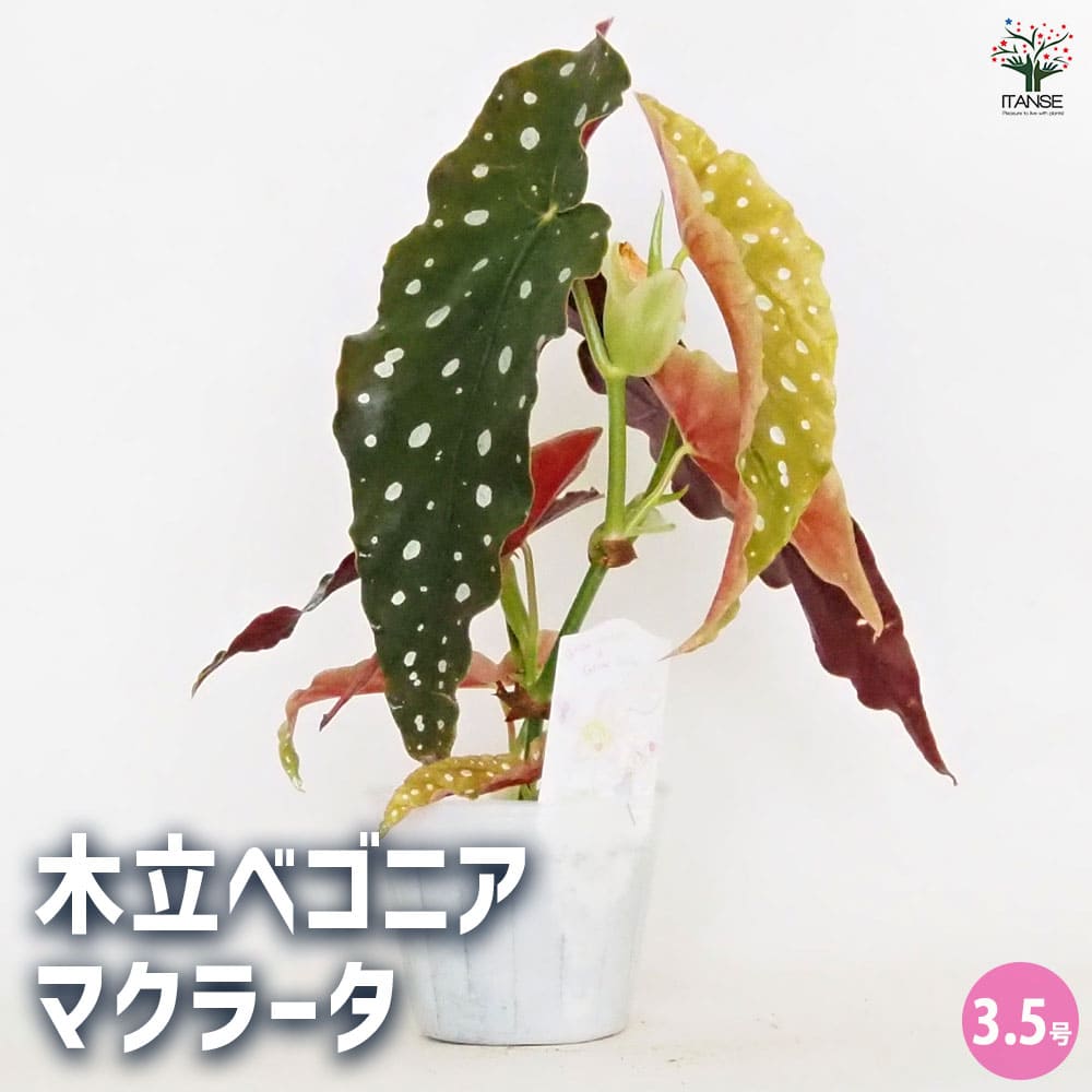木立ベゴニア マクラータ 【観葉植物 3.5号】