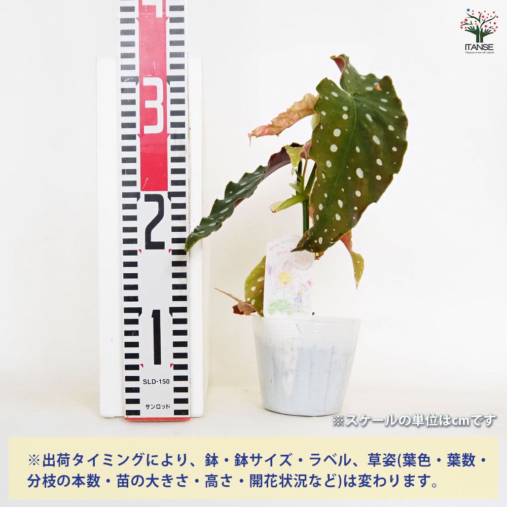 木立ベゴニア マクラータ 【観葉植物 3.5号】