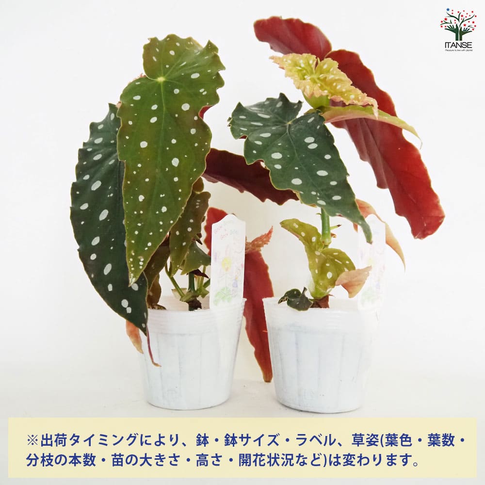 木立ベゴニア マクラータ 【観葉植物 3.5号】