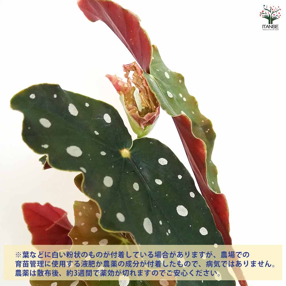 木立ベゴニア マクラータ 【観葉植物 3.5号】
