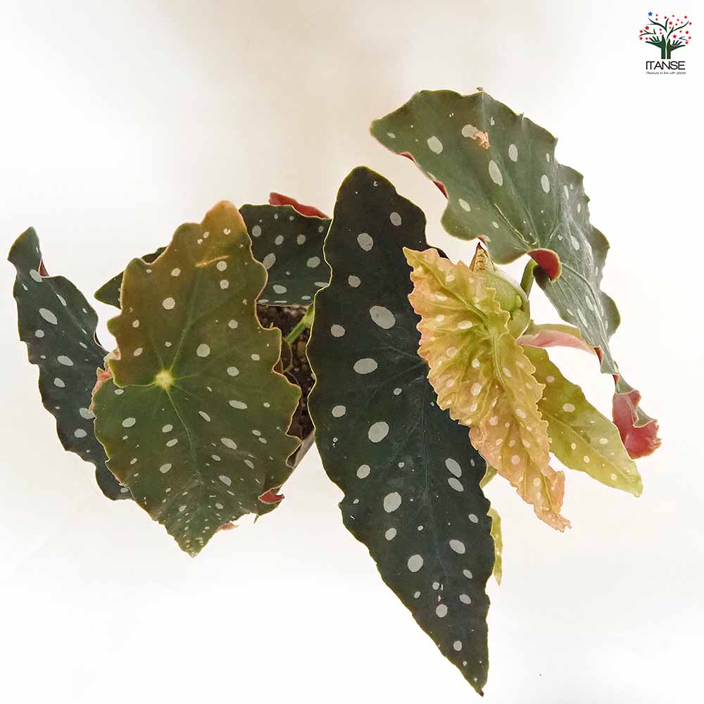 木立ベゴニア マクラータ 【観葉植物 3.5号】