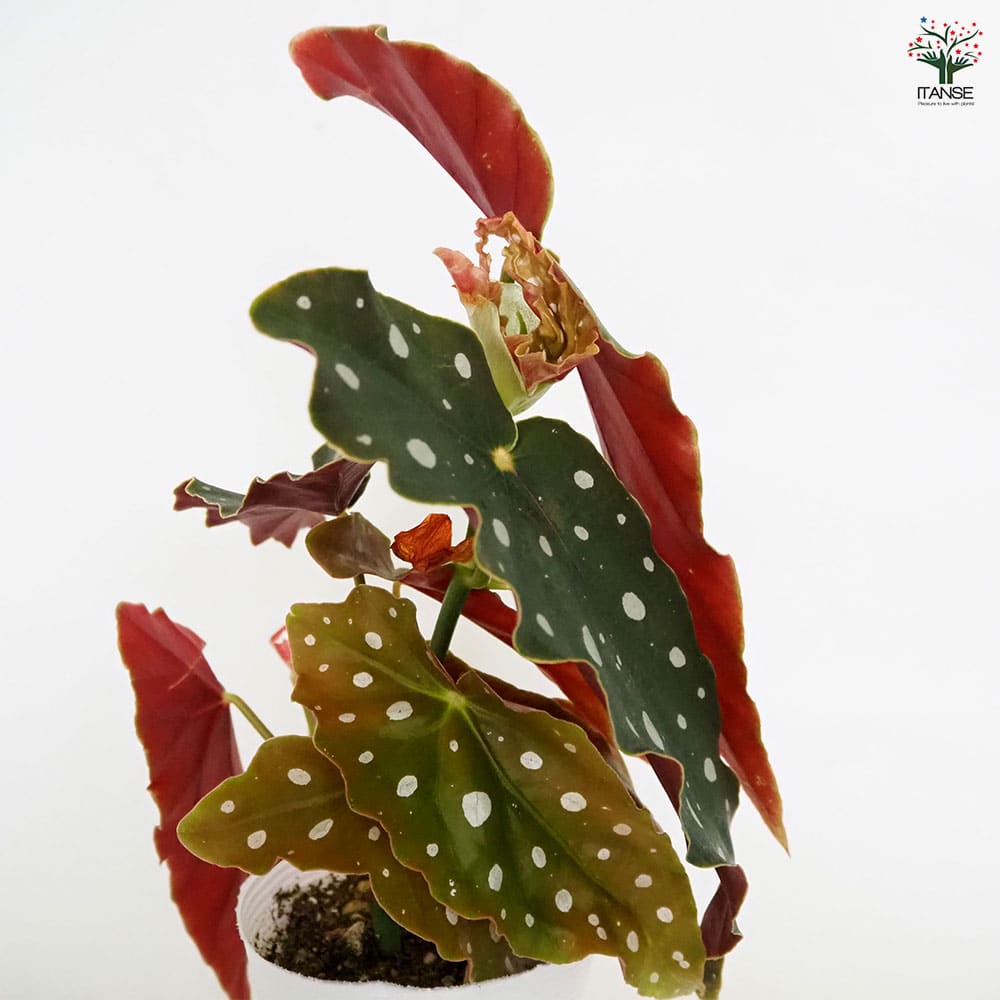 木立ベゴニア マクラータ 【観葉植物 3.5号】