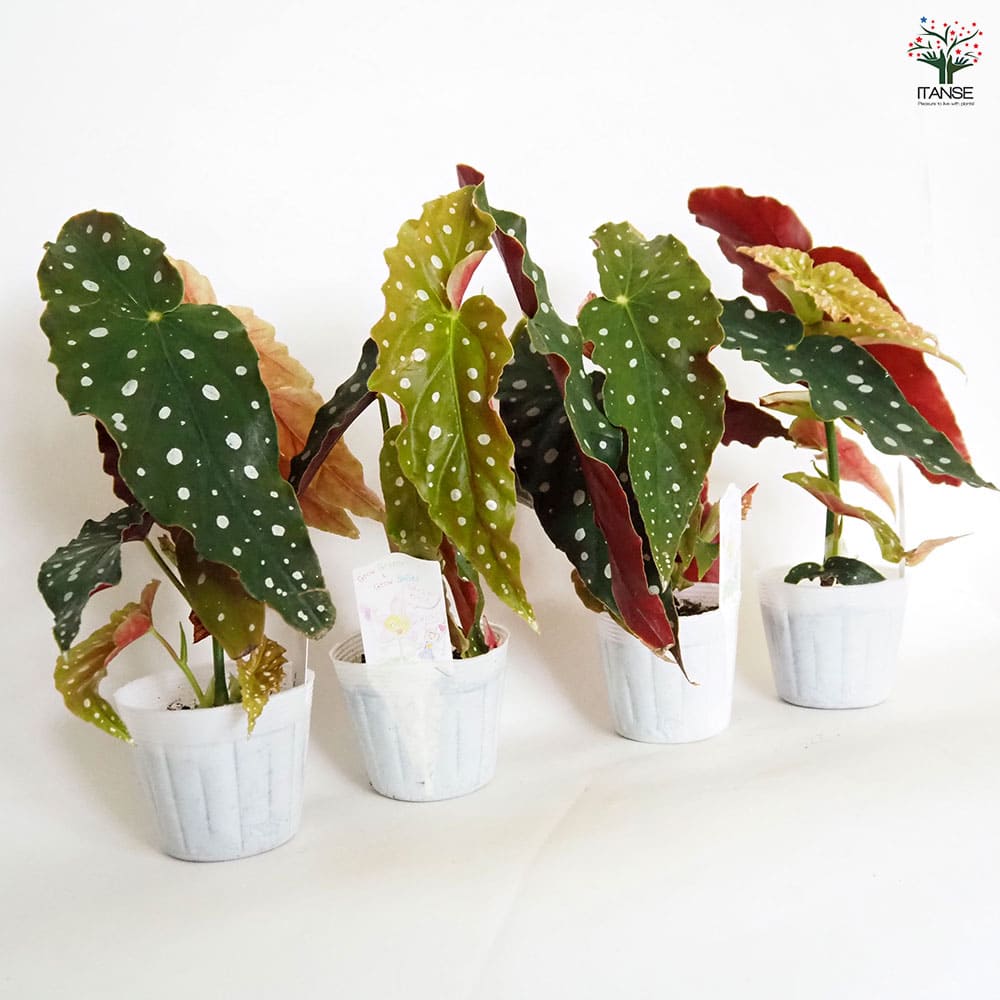 木立ベゴニア マクラータ 【観葉植物 3.5号】｜ 【植物の