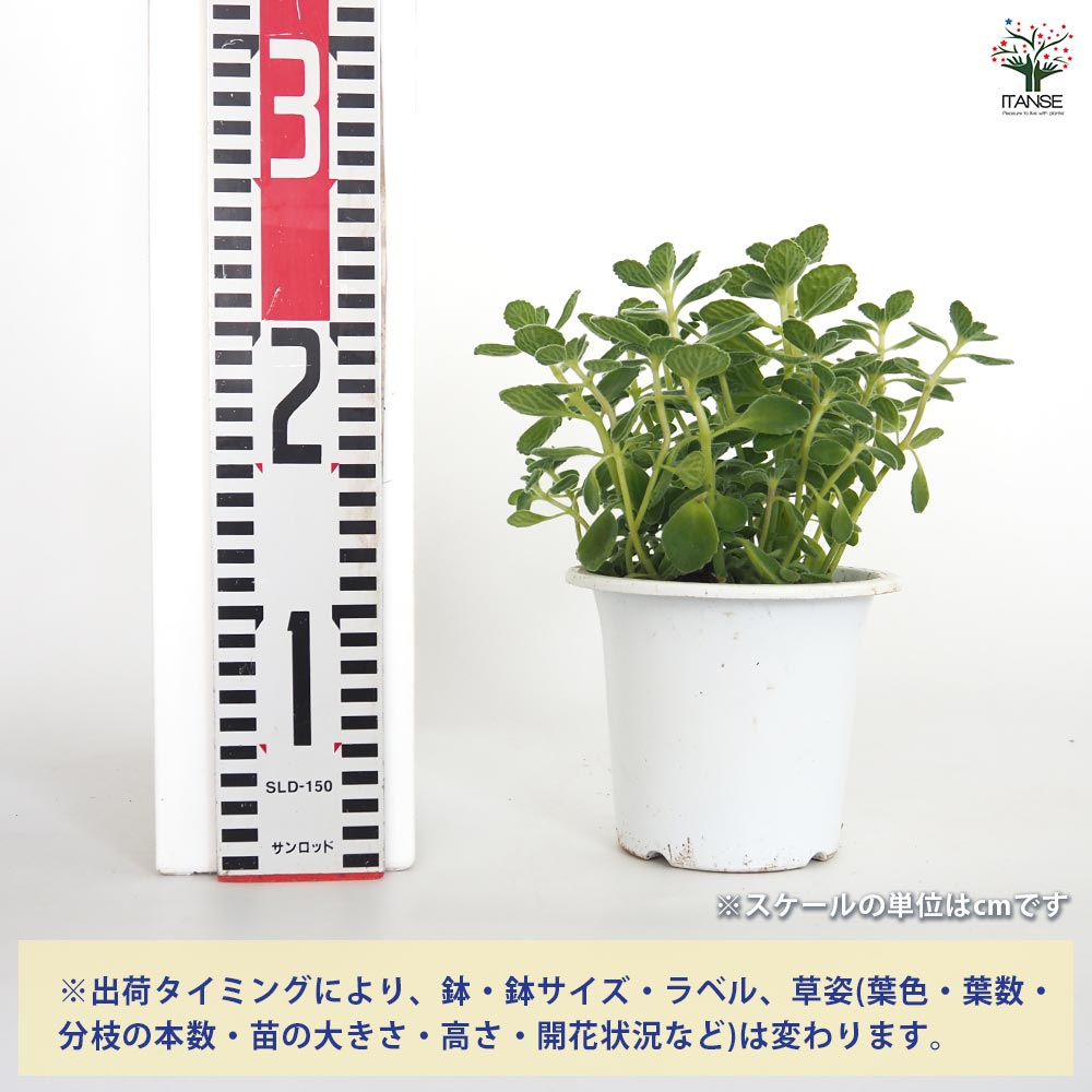 アロマティカスの苗 1個～【ハーブの苗 4号】