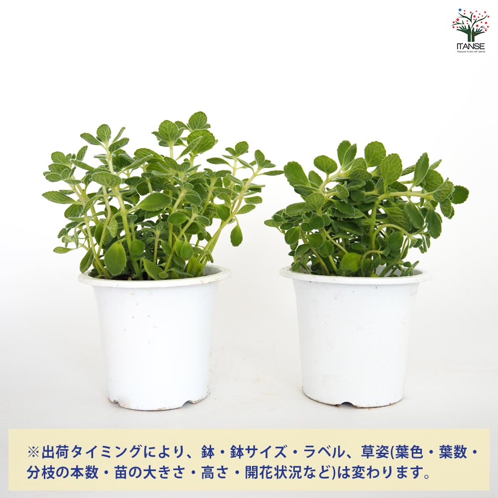 アロマティカスの苗、根付き5苗、切苗1苗。セダム属 アロマティカスの苗 1個～【ハーブの苗 4号】｜ 【植物の
