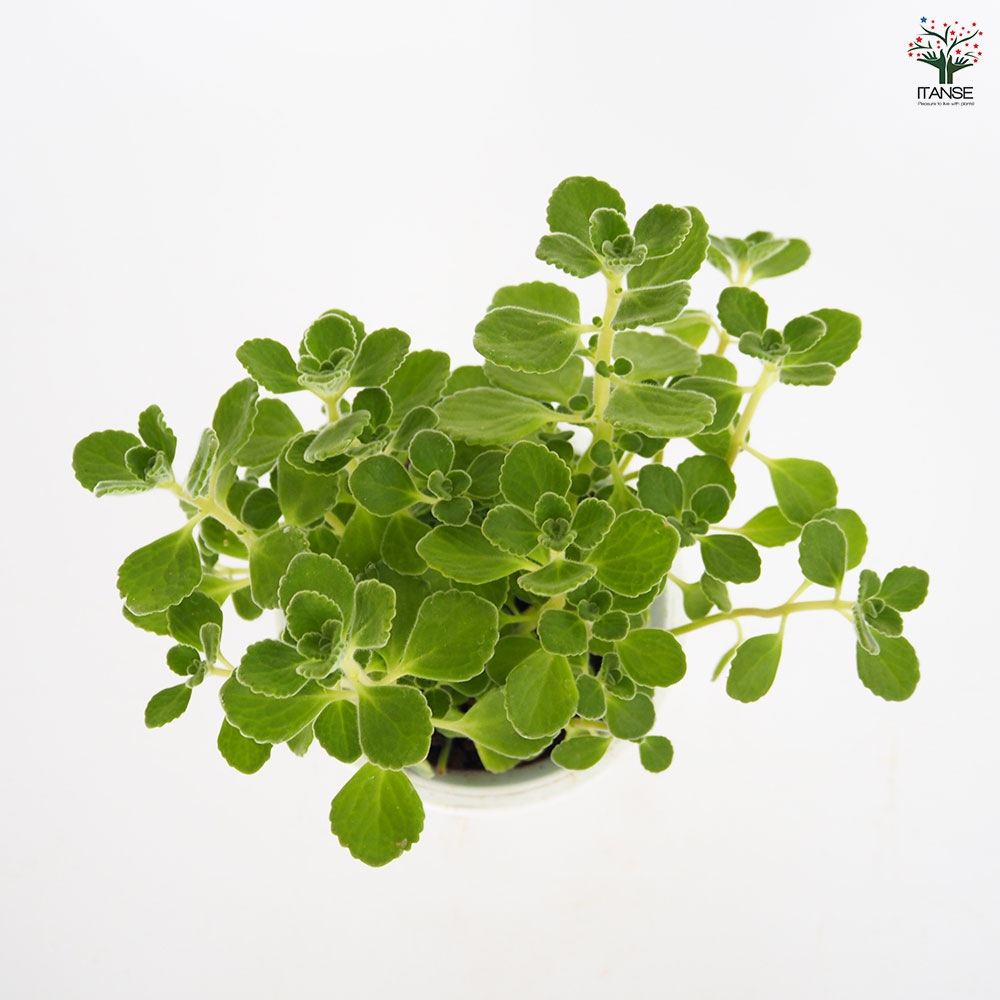 アロマティカスの苗 1個～【ハーブの苗 4号】