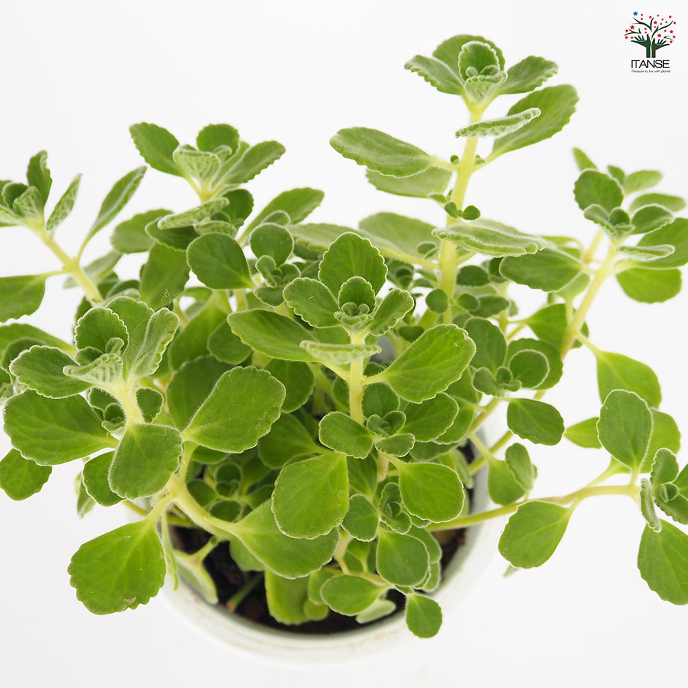 アロマティカスの苗、根付き5苗、切苗1苗。セダム属 アロマティカスの苗 1個～【ハーブの苗 4号】｜ 【植物の