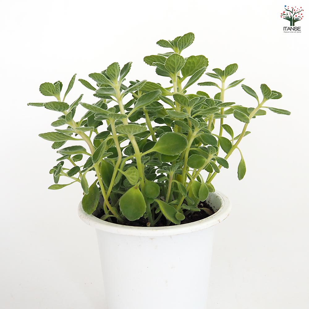 アロマティカスの苗 1個～【ハーブの苗 4号】