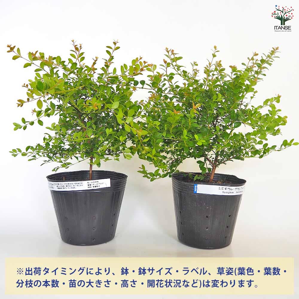 シジギウム ブクシフォリア 【花木苗 5号／1個売り】｜ 【植物の