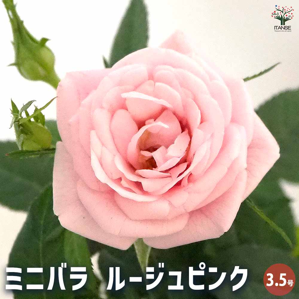 ミニ薔薇 ルージュピンク 【花木苗 3.5号】｜ 【植物のITANSE