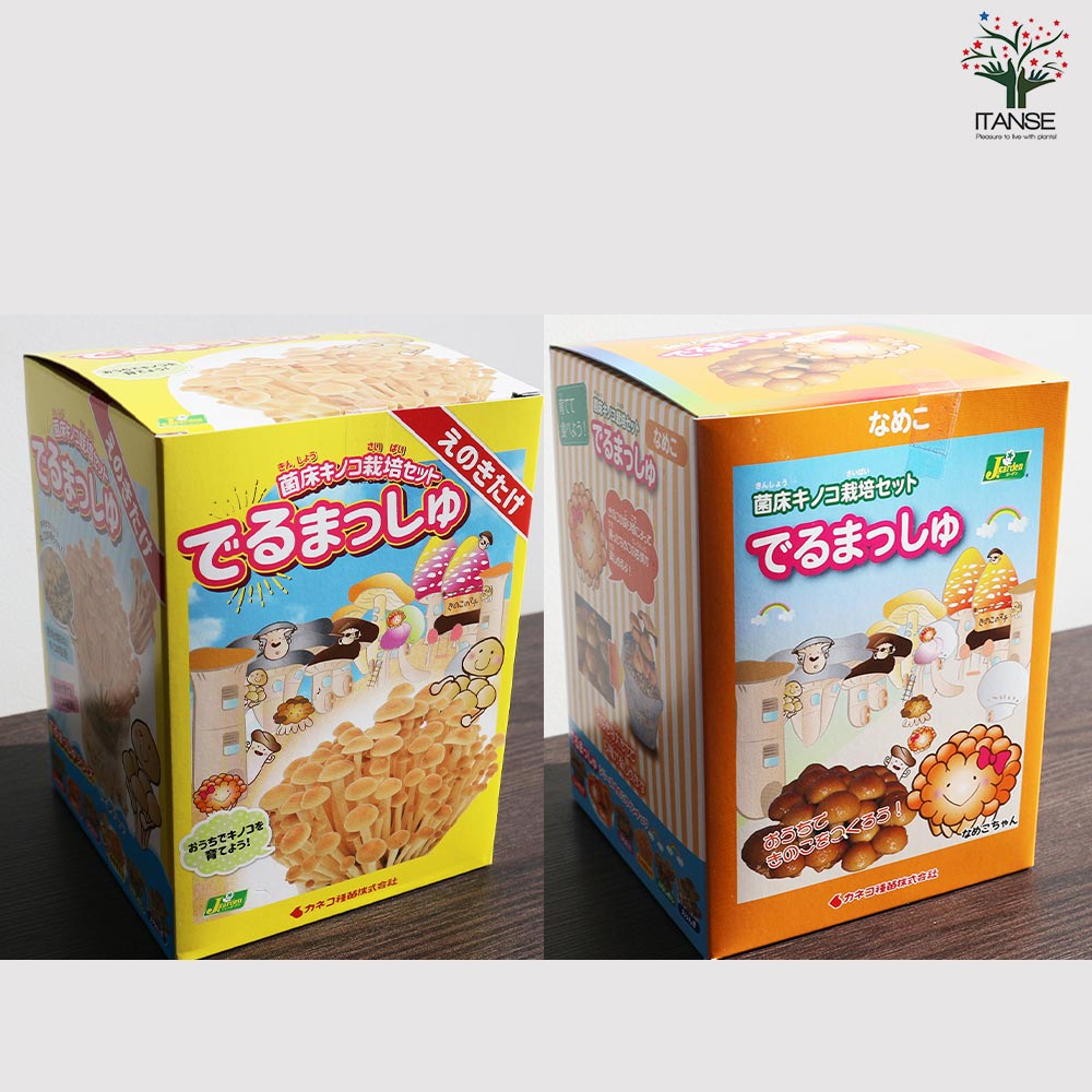 菌床きのこ栽培セット”でるまっしゅ” しいたけ・なめこ・ひらたけ