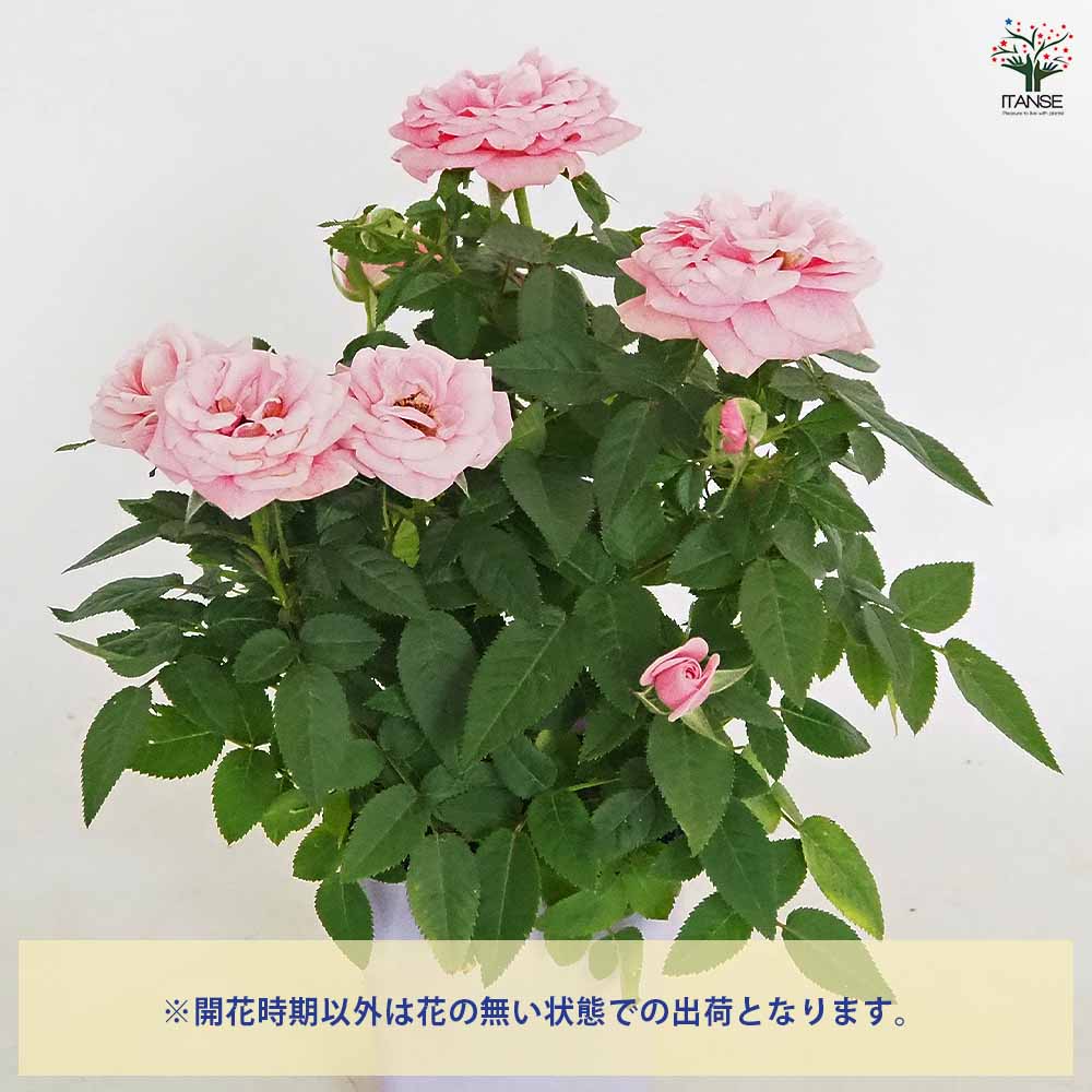 ミニ薔薇 ルージュピンク 【花木苗 3.5号】｜ 【植物の
