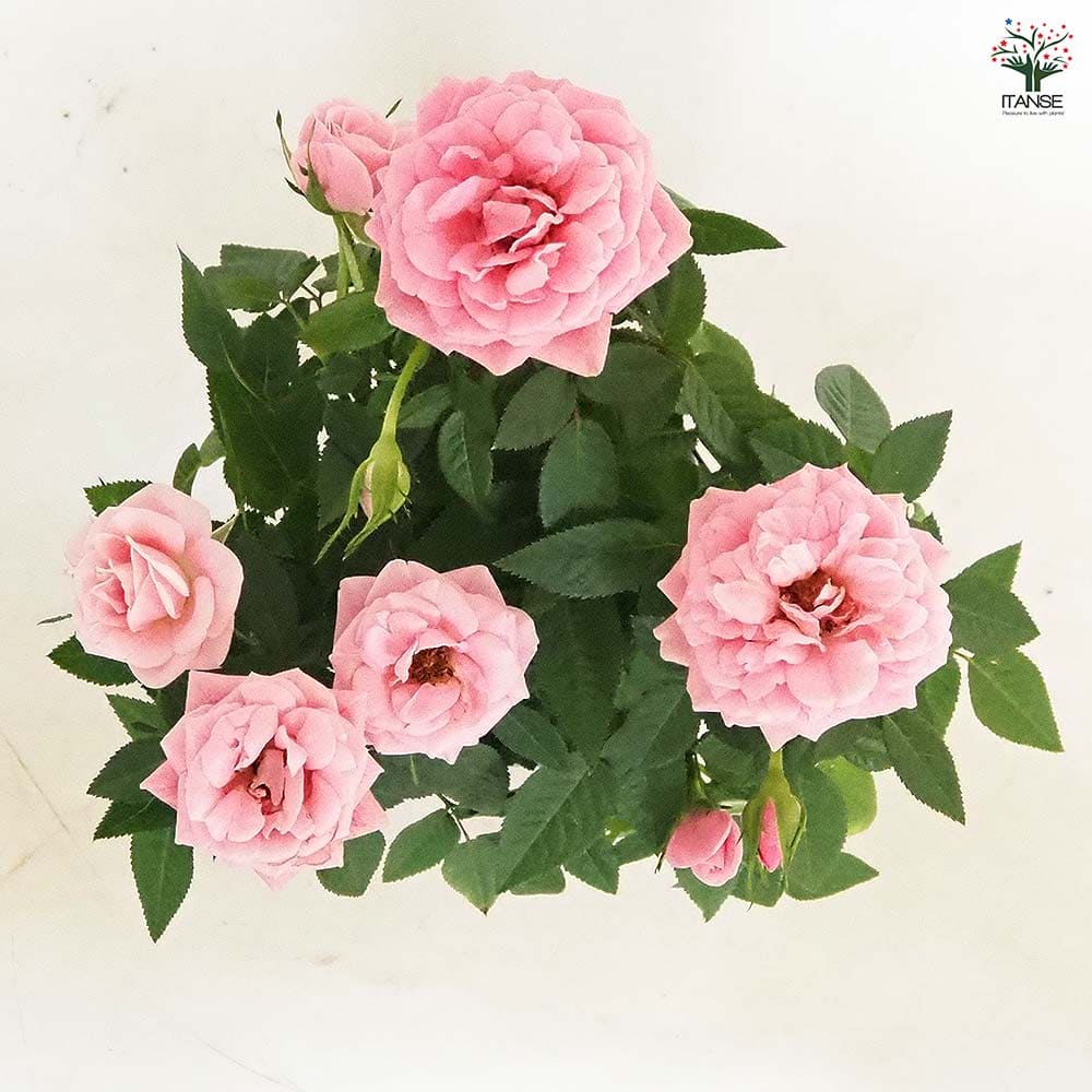 ピンクのバラ ミニ薔薇 ルージュピンク 【花木苗 3.5号】｜ 【植物の