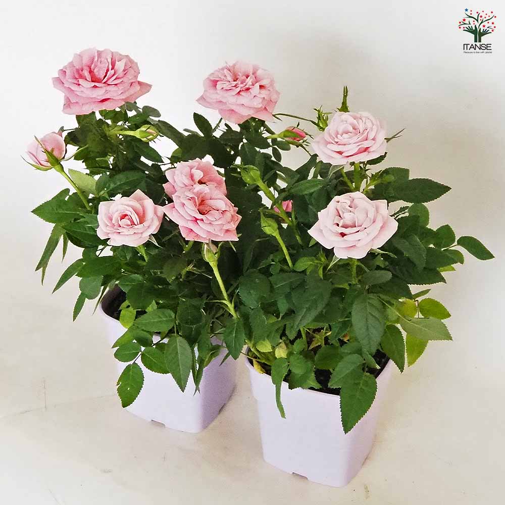 ミニバラ　薔薇　ばら　苗　ピンク　花木　観葉植物 日本花キ流通 予約販売 ミニバラ フリーデン 3号ポット 四季咲き バラ