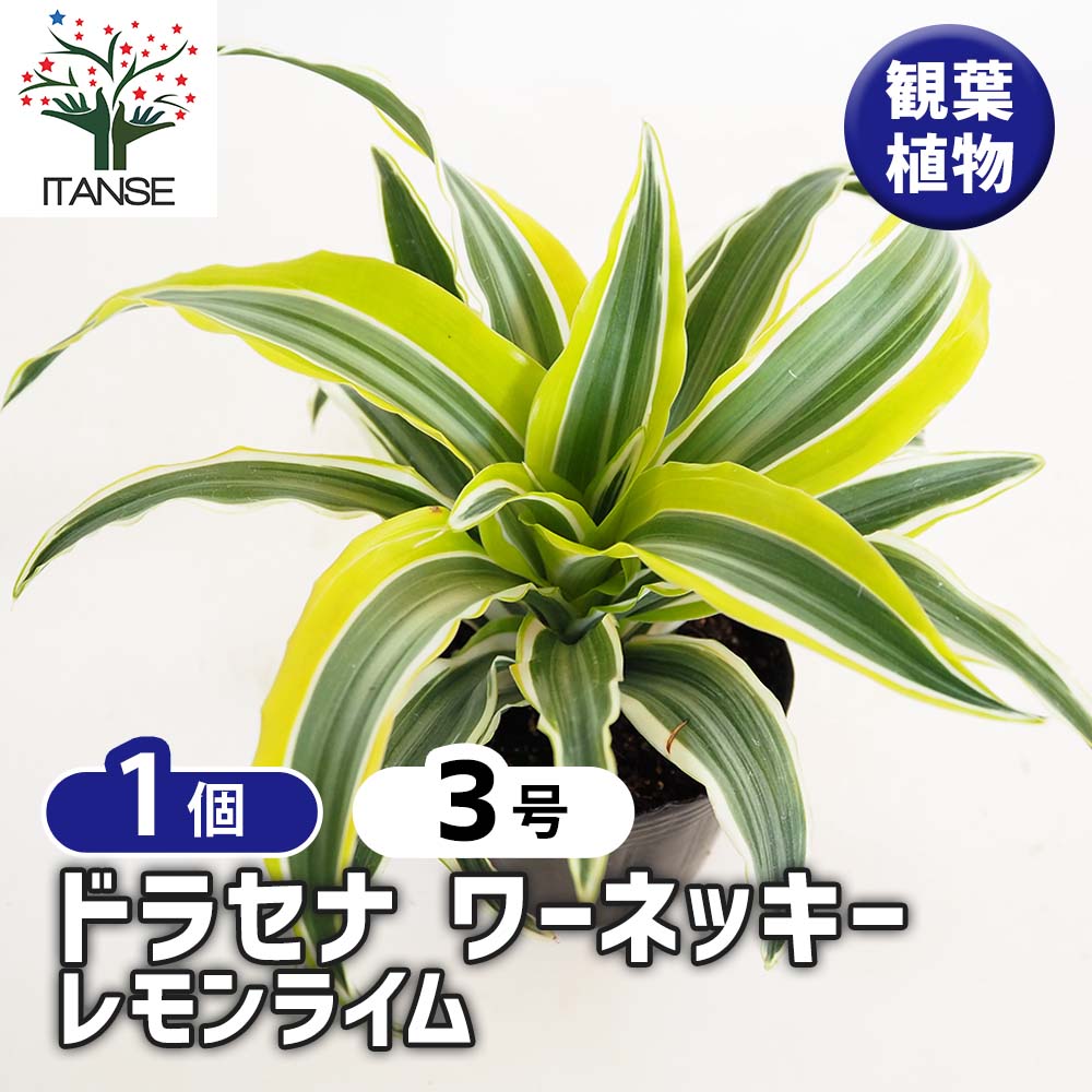 ドラセナ ワーネッキー レモンライム 【観葉植物 3号】｜ 【植物