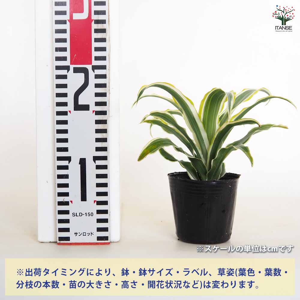 ドラセナ ワーネッキー レモンライム 【観葉植物 3号】