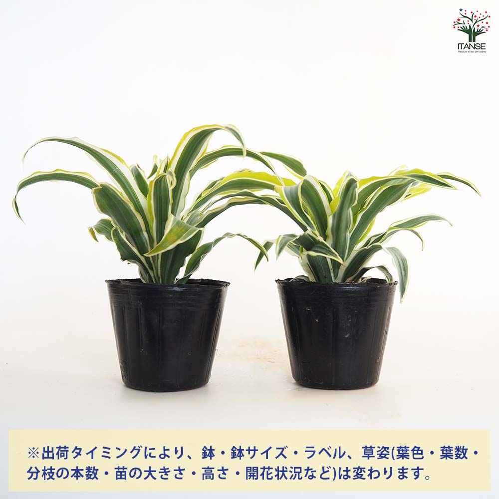 ドラセナ ワーネッキー レモンライム 【観葉植物 3号】｜ 【植物