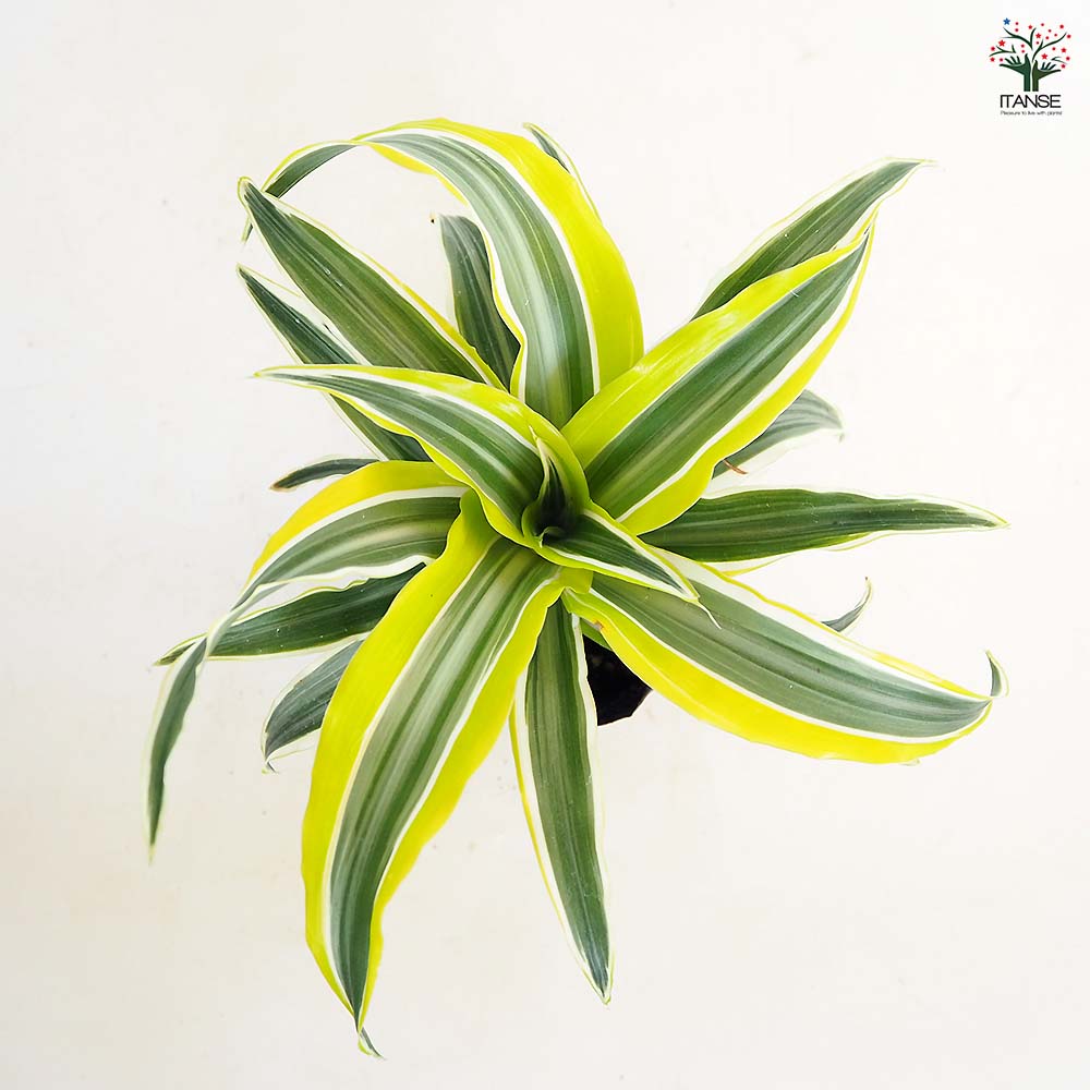 ドラセナ ワーネッキー レモンライム 【観葉植物 3号】