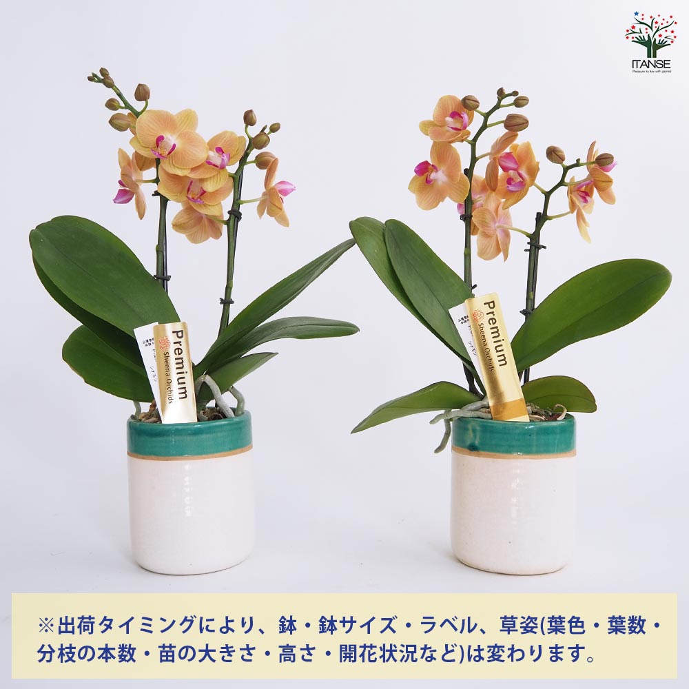 胡蝶蘭 ミディ シナモン 【花苗 3号/1個売り】| 【植物の 胡蝶蘭 ミディ シナモン 【花苗 3号/1個売り】| 【植物の