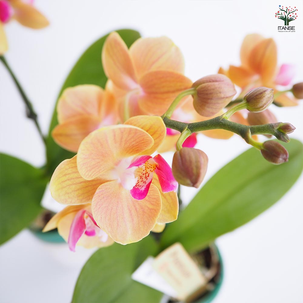 胡蝶蘭 ミディ シナモン 【花苗 3号／1個売り】｜ 【植物の