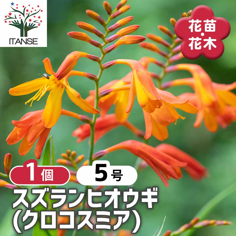 スズランヒオウギ(クロコスミア) 【花苗 5号／1個売り】｜ 【植物の