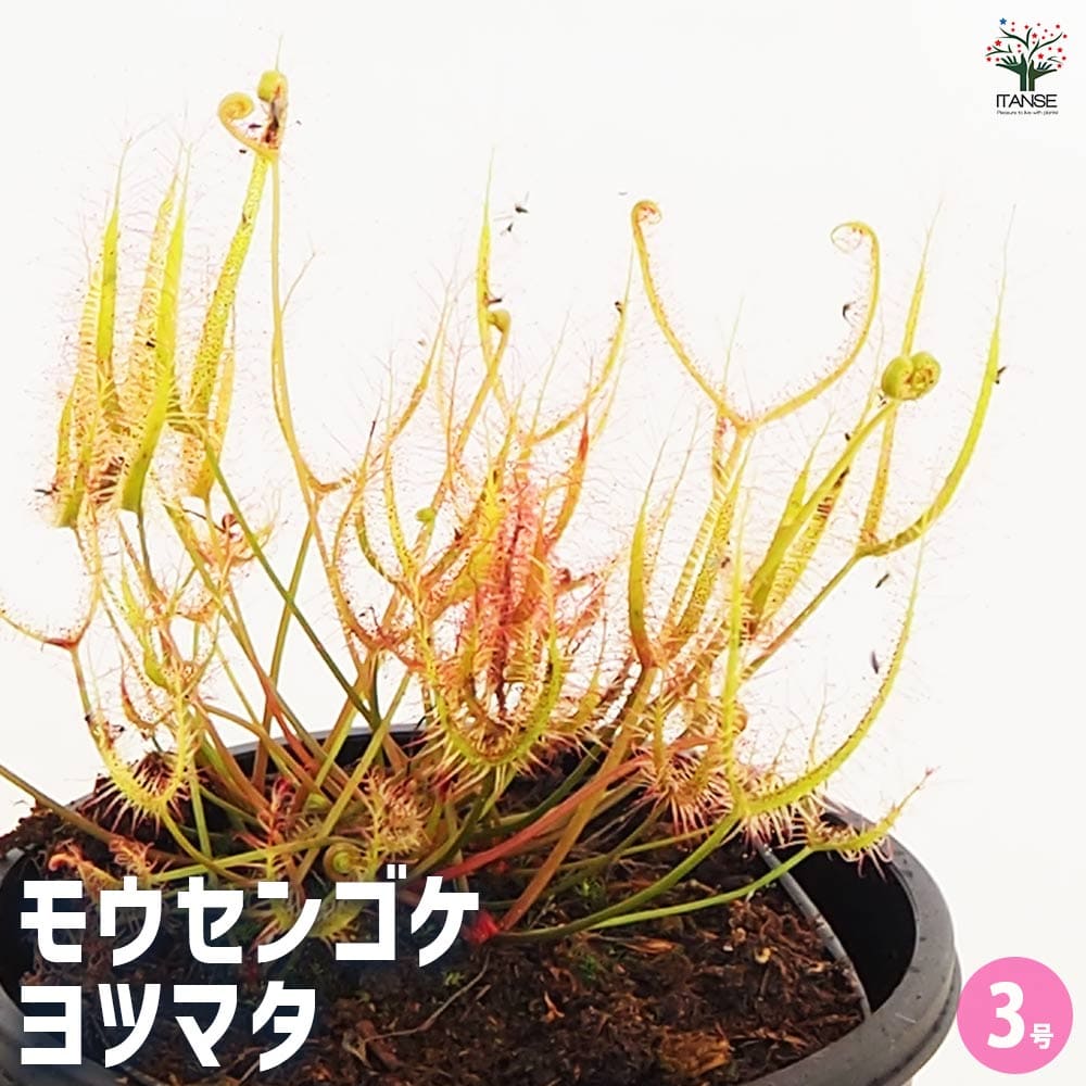 食虫植物 モウセンゴケ ヨツマタ 【観葉植物 3号／1個売り】