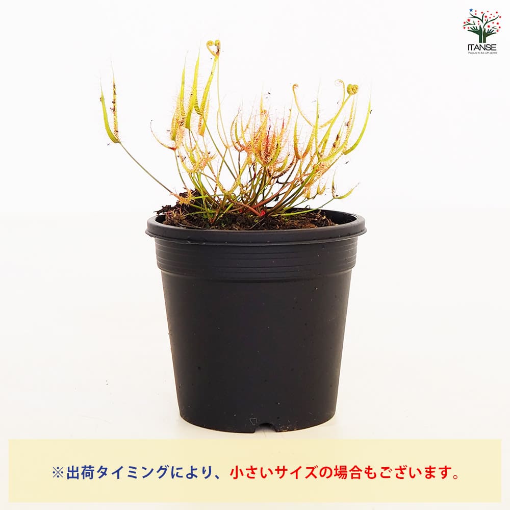 食虫植物 モウセンゴケ ヨツマタ 【観葉植物 3号／1個売り】