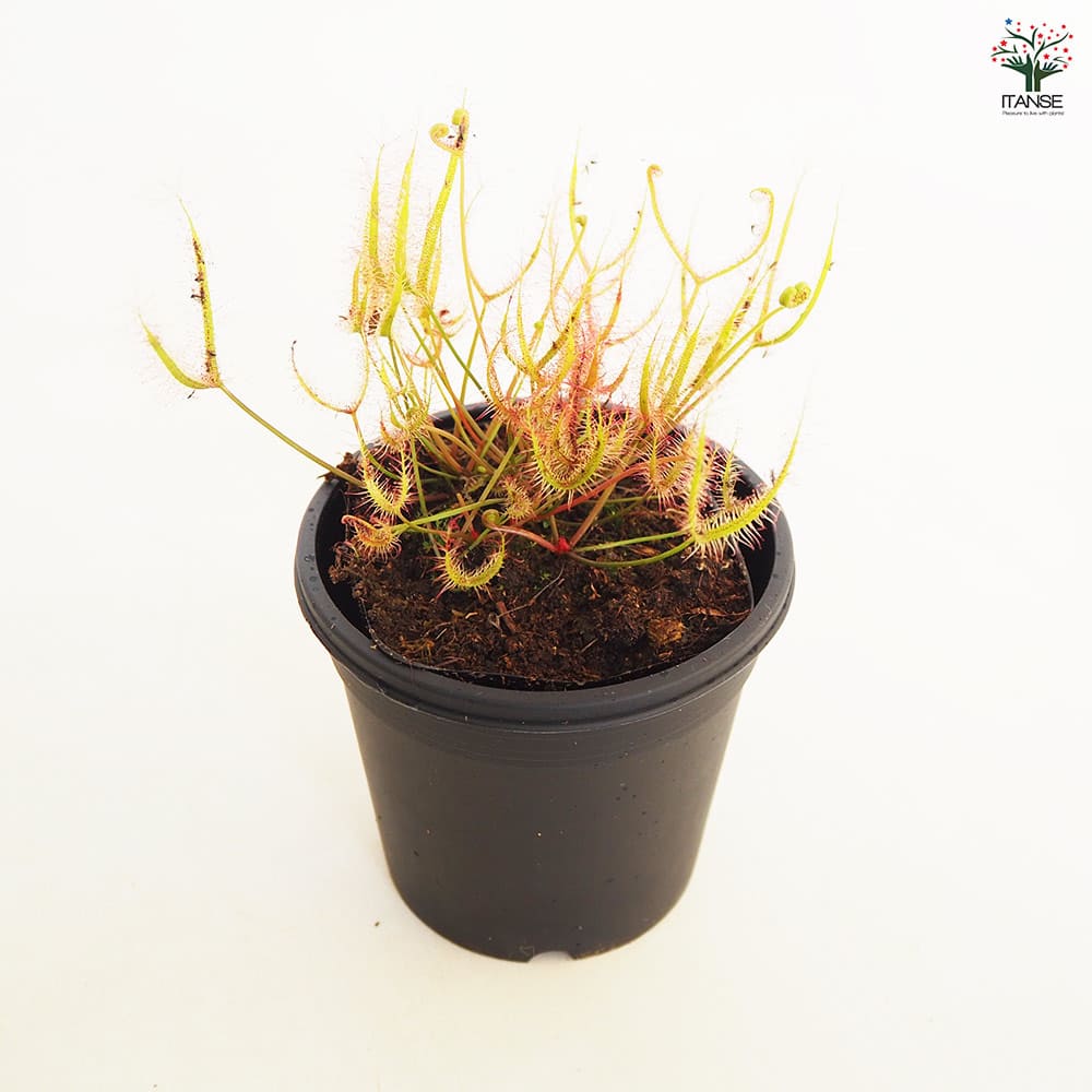 食虫植物 モウセンゴケ ヨツマタ 【観葉植物 3号／1個売り】