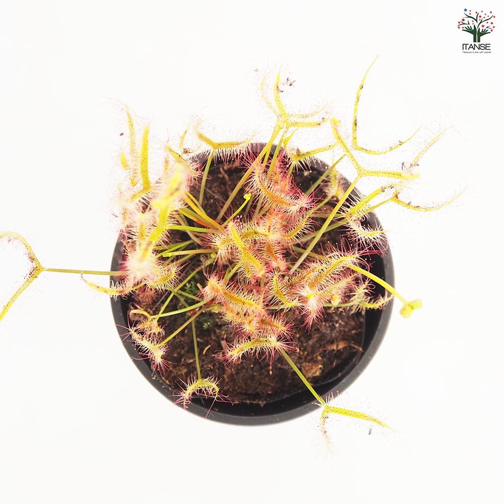 食虫植物 モウセンゴケ ヨツマタ 【観葉植物 3号／1個売り】