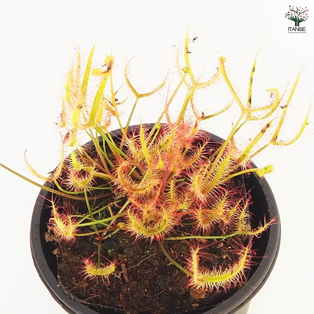 食虫植物 モウセンゴケ ヨツマタ 【観葉植物 3号／1個売り】