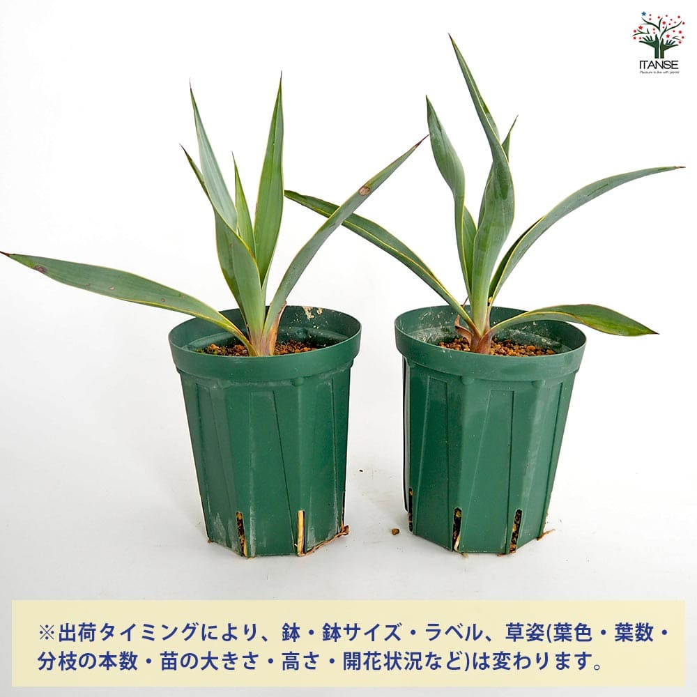 ユッカ パリダ ブルーパウダー 【観葉植物 4号】｜ 【植物の