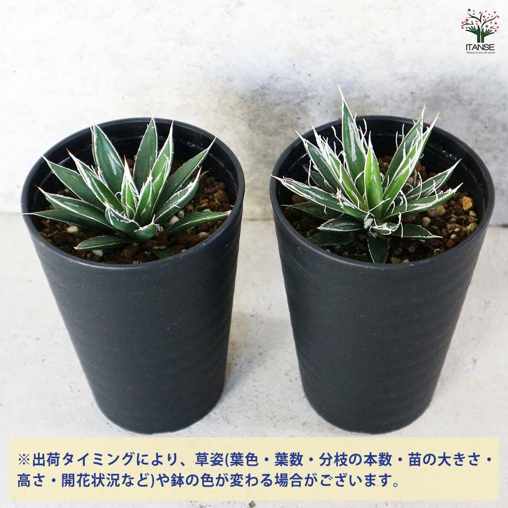 アガベ フィリフェラ 【多肉植物 3.5号／1個売り】｜ 【植物の