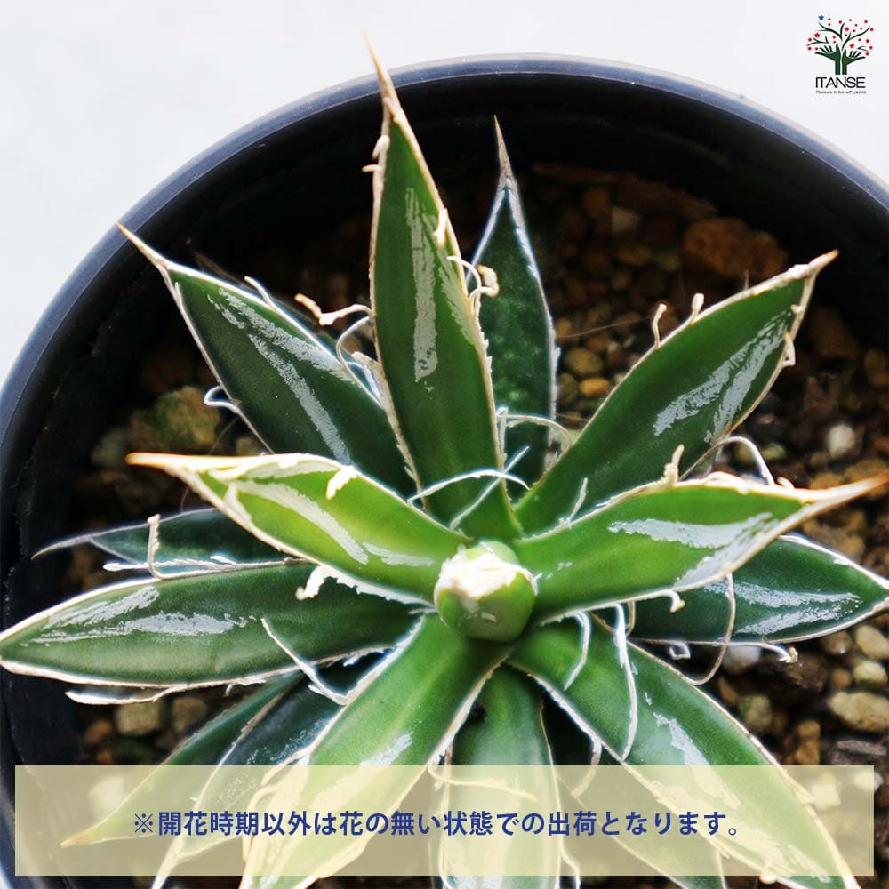 アガベ フィリフェラ 【多肉植物 3.5号／1個売り】｜ 【植物の