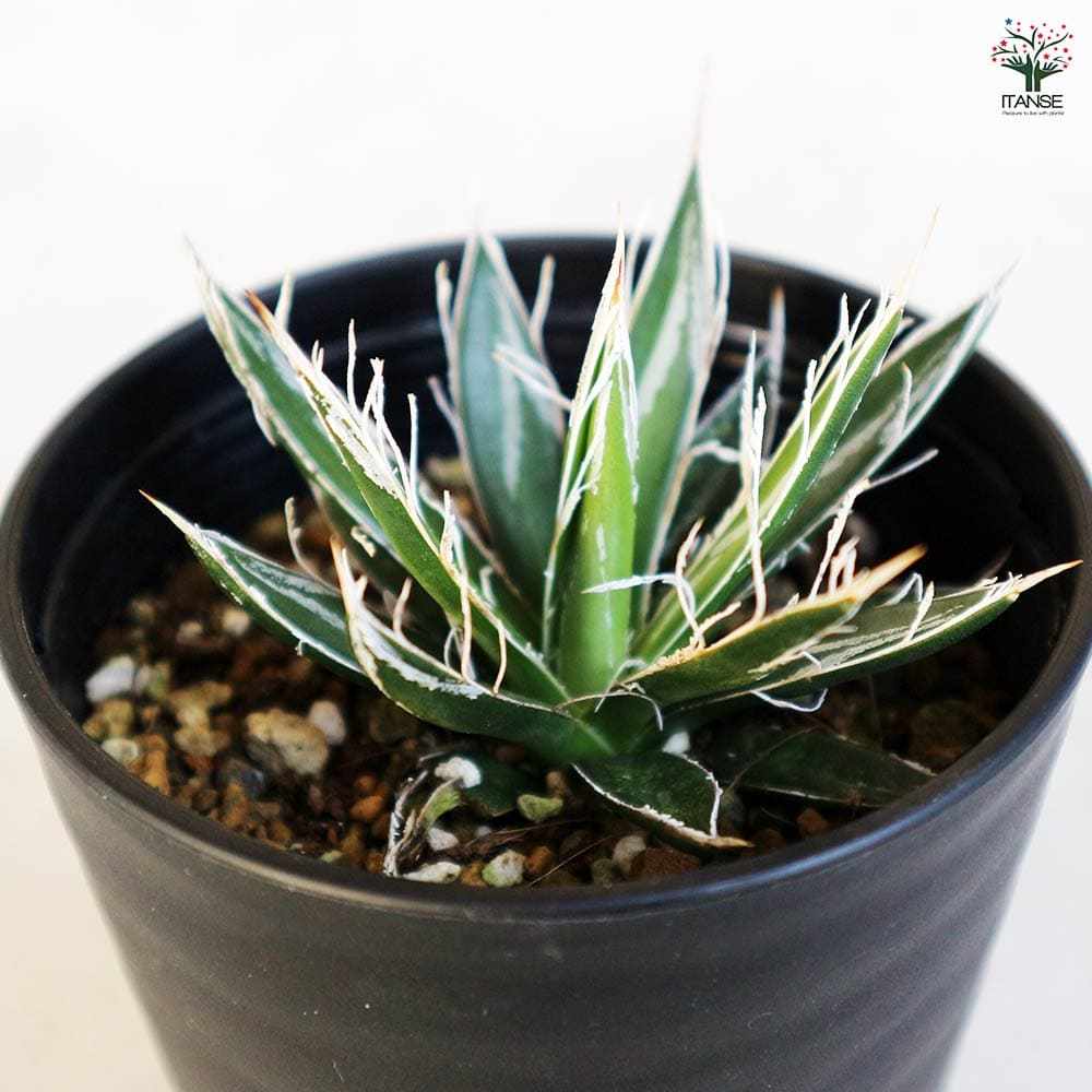 アガベ フィリフェラ アガベ フィリフェラ シディゲラ agave filifera ssp. schidigera